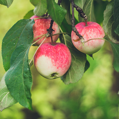 fresh apples