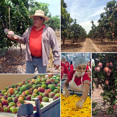 collage of images from our farmers mango farms